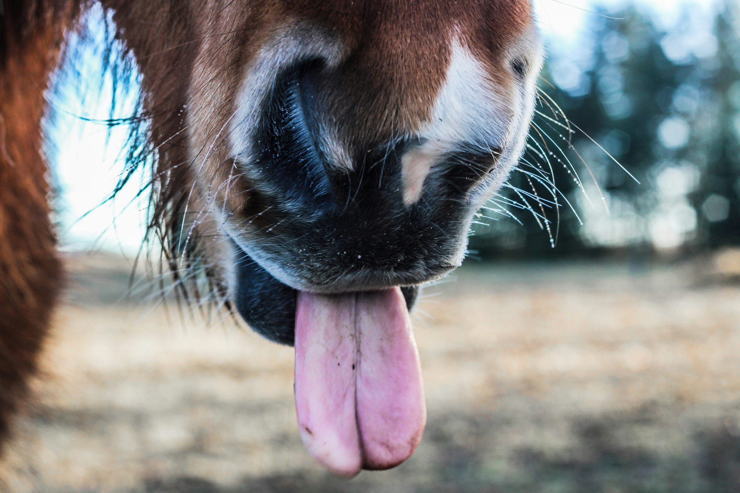 mona-eendra-sQwzWh0r94A-unsplash